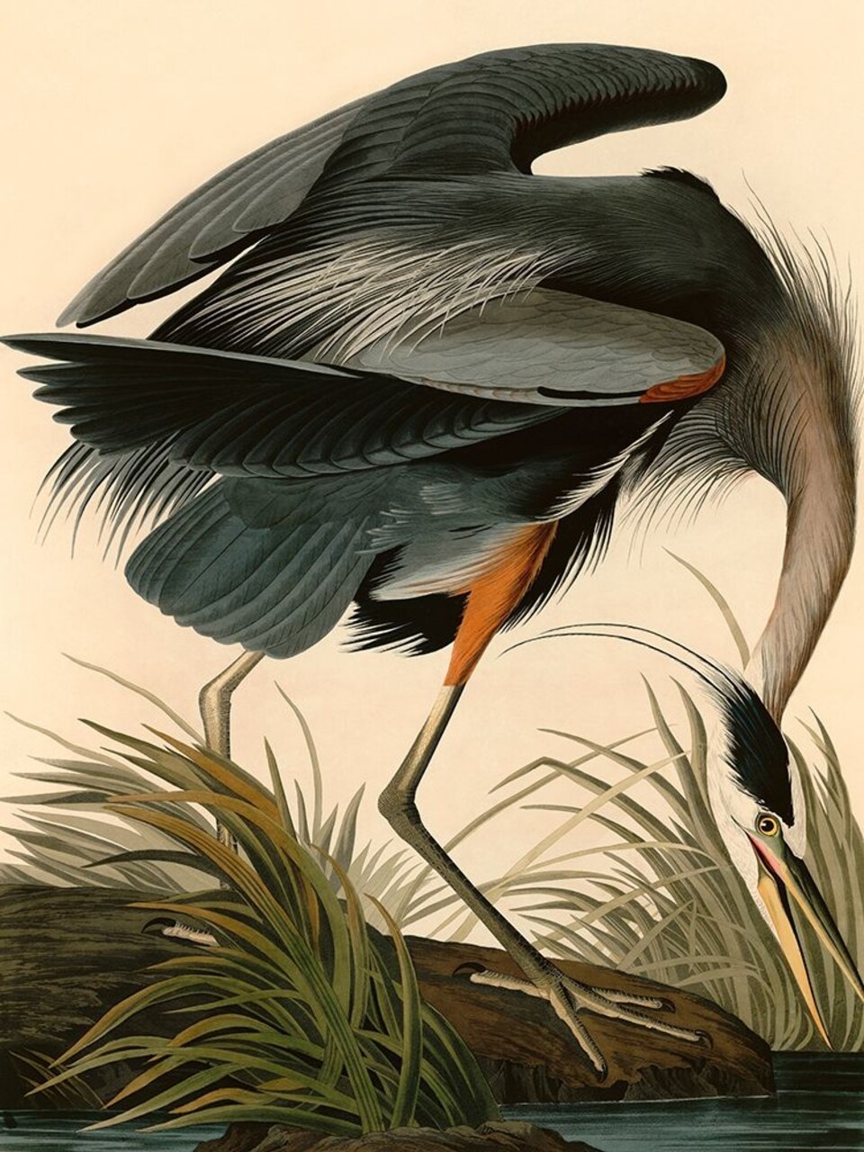 Great Blue Heron Poster Print by Audubon John James - Item # VARPDX3AA4972